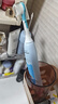 飛利浦（PHILIPS）兒童電動(dòng)牙刷 小飛刷 送男孩/女孩 生日禮物 適用3-15歲 學(xué)生禮物 兒童禮物 星光藍  國家補貼 曬單實(shí)拍圖