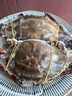 舟山梭子蟹鮮活特大野生大螃蟹新鮮冷凍海鮮水產(chǎn)海蟹飛蟹白蟹順豐 5-7兩/只【4斤 個(gè)大肉多】 曬單實(shí)拍圖
