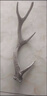 內廷上用梅花鹿鹿角一整只枝整根鹿場(chǎng)吉林雙陽(yáng)鹿鄉擺件工藝品熬膠原料 單只鹿角500克 曬單實(shí)拍圖