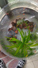 寵小俠小型熱帶魚(yú)斑馬魚(yú)燈科魚(yú)魚(yú)苗活體觀(guān)賞魚(yú)淡水好養耐活寶蓮燈孔雀魚(yú) 今日特惠混色斑馬30條 限時(shí)優(yōu)惠 曬單實(shí)拍圖