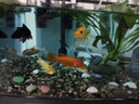 森森（SUNSUN）魚(yú)缸過(guò)濾器壁掛式抽水泵外置小型過(guò)濾桶YBG-400 5W 曬單實(shí)拍圖