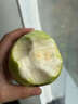 福建白心芭樂(lè )時(shí)令新鮮水果脆爽精品果番石榴源頭直發(fā) 福建白心芭樂(lè )1斤裝 曬單實(shí)拍圖