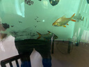 瀚幻中層熱帶觀(guān)賞魚(yú)飛鳳魚(yú)直紋活體金鳳銀鳳泰國鯽魚(yú)龍魚(yú)配魚(yú)吃垃圾魚(yú) 16-18cm金鳳+銀鳳各1條 曬單實(shí)拍圖