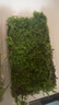 柯必達青苔蘚鮮活苔蘚微景觀(guān)植物盆景盆栽水陸缸假山草造景材料白 大灰蘚(15*8)cm 2盒 曬單實(shí)拍圖