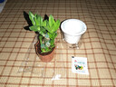 綠有意步步高觀(guān)音竹富貴荷花竹水養土培盆栽室內桌擺植物吸甲醛水培植物 荷花竹5支【早安盆】 含盆 曬單實(shí)拍圖