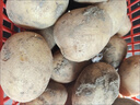 播州鮮新鮮土豆貴州特產(chǎn)高山馬鈴薯土豆黃皮黃心土豆農家自種蔬菜 黃皮土豆5斤 （凈重） 曬單實(shí)拍圖