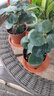 小盼菩提樹盆栽綠植物室內(nèi)花盆景辦公室桌面觀葉四季客廳好養(yǎng)活樹 2盆-菩提【帶果發(fā)貨】原盆原土 帶盆栽好 曬單實(shí)拍圖