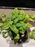 火焰南天竹盆栽觀(guān)葉小盆景好養易活耐寒綠植物辦公室內好養除甲醛 【推薦款】精選品南天竹120#（原盆）送肥料 曬單實(shí)拍圖