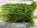 良知農哥【順豐】山東農家新鮮茴香菜 小茴香菜 健康輕食 3斤 曬單實(shí)拍圖