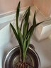 蘭花苗盆栽墨蘭建蘭惠蘭四季開(kāi)花好養濃香型客廳室內觀(guān)賞花卉綠植 8【金玉滿(mǎn)堂】 6苗連體【送肥】當年開(kāi)花超多 曬單實(shí)拍圖