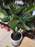 萬(wàn)年青盆栽室內四季常青新家植物耐寒耐熱好養綠植 萬(wàn)年青40厘米【10-15顆】白螺紋盆 曬單實(shí)拍圖