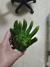 佛手柑云南香櫞果超大單果可定制佛手果香鮮果佛手瓜新鮮食用果 300g(小果1個(gè)) 曬單實(shí)拍圖