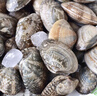 鮮活大花蛤300g（18-26粒） 曬單實(shí)拍圖