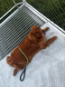雷米高（RAMICAL） 成犬幼犬全價(jià)犬糧泰迪金毛拉布拉多柯基比熊澳寶犬糧18kg 36斤 曬單實(shí)拍圖