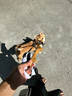 貴為（GiGwi）狗玩具磨牙棒狗狗磨牙玩具幼犬小型犬木塑鹿角小號寵物用品玩具 曬單實(shí)拍圖