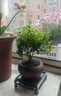開(kāi)時(shí)果 小葉赤楠盆景擺件 辦公室桌面綠植花卉好養盆栽植物源頭直發(fā)包郵 【熱銷(xiāo)款】舍得紫砂盆+黑石+底座 曬單實(shí)拍圖