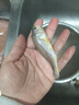 海云馨小黃魚(yú) 新鮮冷凍海鮮深海黃花魚(yú) 活魚(yú)速凍燒烤食材 【新鮮海捕】深海小黃魚(yú)4斤凈重 曬單實(shí)拍圖