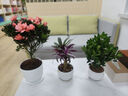 【莎之槿園藝】杜鵑花苗盆栽帶花苞四季開(kāi)花不斷室內觀(guān)花卉綠植植物老樁大棵好養 特大盆粉色杜鵑花+仿木桶盆+底托(帶花苞發(fā) 含盆 曬單實(shí)拍圖