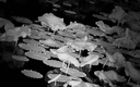 天窗紅外夜視儀夜間專(zhuān)用望遠鏡單筒高清高倍軍事夜視鏡全黑非熱成像儀 曬單實(shí)拍圖