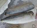 繽鮮 挪威青花魚(yú)片 5片裝 生鮮鯖魚(yú) 新鮮冷凍青魚(yú)鮐魚(yú)似鲅魚(yú) 魚(yú)類(lèi)海鮮 2000g【170-220g/片】大號10片 曬單實(shí)拍圖