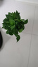 行湘綠蘿盆栽水培綠植新房除甲醛植物 180#原盆12盆+吸水盆 源頭直發(fā) 曬單實(shí)拍圖