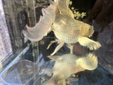 備能 日本黃粉魚(yú)藥爛尾爛肉魚(yú)用白點(diǎn)凈水霉病頭洞魚(yú)缸專(zhuān)用殺菌藥劑50g 曬單實(shí)拍圖