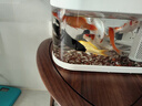 錦鯉魚活體觀賞魚活魚小型易養(yǎng)冷水淡水魚小魚苗錦鯉金魚好看錦鯉 13-15cm 六彩錦鯉套餐6條 曬單實(shí)拍圖