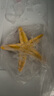 瑪奇樂(lè )（MECHILE）仿真海洋生物玩具鯊魚(yú)海豚?？Ｐ呛ｑR水母皮皮蝦面包蟹動(dòng)物模型 海星 曬單實(shí)拍圖