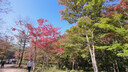 蘇菲衛(wèi)生巾彈力貼身日用姨媽巾230超柔軟棉柔纖巧衛(wèi)生棉組合整箱批發(fā) 日夜組合230+ 290mm 51片 【2件贈護墊】 曬單實拍圖