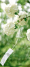 合生元（BIOSTIME） 大灌籃CBP兒童成長(cháng)奶粉高鈣奶粉（3-16歲）DHA 800g 單罐 曬單實(shí)拍圖