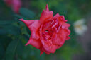 適馬（SIGMA）56mm F1.4 DC DN｜Contemporary 半畫(huà)幅大光圈定焦鏡頭 人像特寫(xiě)（適馬56 f1.4索尼E卡口） 曬單實(shí)拍圖