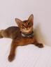 麥盯優(yōu)寵純種阿比西尼亞貓幼貓寵物貓紅阿比藍阿比小鹿色原始色雙血統幼崽 寵物級 曬單實(shí)拍圖
