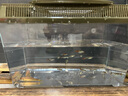 寵小俠孔雀魚(yú)活魚(yú)觀(guān)賞魚(yú)純種小型熱帶魚(yú)活體淡水好養耐活魚(yú)苗觀(guān)賞魚(yú)小魚(yú) 練手孔雀2-3cm15條（10送5備損） 曬單實(shí)拍圖