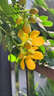 月季村黃金梅決明子黃槐花盆栽蛇滅門(mén)陽(yáng)臺庭院花卉 3年苗 源頭直發(fā) 曬單實(shí)拍圖