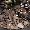 金雅特蘭花專(zhuān)用營(yíng)養土蝴蝶蘭君子蘭花土樹(shù)皮松磷種植蘭花土壤尊貴版20L 曬單實(shí)拍圖