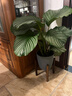雙盟精品青蘋(píng)果竹芋辦公室內綠植盆栽桌面好養觀(guān)葉植物源頭直發(fā) 曬單實(shí)拍圖