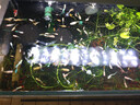 寵翰魚(yú)食小型魚(yú)飼料孔雀魚(yú)鳳尾魚(yú)紅綠燈斗魚(yú)金魚(yú)觀(guān)賞魚(yú)熱帶魚(yú)魚(yú)糧 曬單實(shí)拍圖