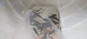 螺絲青魚(yú)苗批發(fā)淡水活魚(yú)苗次日達附近本地特大螺螄青黑鯇草魚(yú)苗烏青魚(yú)苗 20條6-8厘米青魚(yú)苗【送10%防損】 曬單實(shí)拍圖