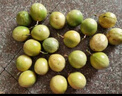 京鮮生 海南欽蜜9號黃金百香果3斤凈重70-90g/15-21個(gè) 生鮮水果源頭直發(fā) 曬單實(shí)拍圖