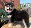 時(shí)染柴犬 柴犬幼犬純種狗寵物狗 純種柴犬 幼寵物活體活物 血統級 母 曬單實(shí)拍圖