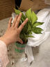綠蘿盆栽室內植物花卉凈化空氣綠植水培垂吊大葉綠蘿新房客廳家用 【整高20cm盆口11】加侖吸水10盆送肥料 曬單實(shí)拍圖