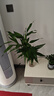 愛(ài)已裝糖 水晶玻璃花瓶假花綠植水培容器客廳裝飾擺件插花瓶鳳尾竹25cm 曬單實(shí)拍圖
