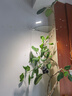 三思京東集采JC系列全光譜植物燈補光燈仿太陽(yáng)光植物生長(cháng)盆夾燈-12W 曬單實(shí)拍圖