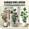 嘆為觀(guān)止大型植物發(fā)財樹(shù)各種大顆盆栽開(kāi)業(yè)喬遷客廳辦公室內好養大型花卉 造型鴨腳木【1.5-1.7米】 含盆 曬單實(shí)拍圖