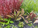 吉印刀鋒s魚(yú)缸燈led燈防水全光譜魚(yú)缸照明燈水草燈小型超白魚(yú)燈56cm 曬單實(shí)拍圖