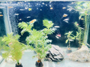 熱帶觀(guān)賞魚(yú)七彩斑馬魚(yú)紅綠燈科魚(yú)小型冷水淡水群游好養活的練手魚(yú) 可產(chǎn)卵隨機斑馬43+6 曬單實(shí)拍圖