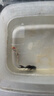 錦鯉魚(yú)活體觀(guān)賞魚(yú)活魚(yú)小型易養冷水淡水魚(yú)小魚(yú)苗錦鯉金魚(yú)好看錦鯉 6-8cm 六色錦鯉套餐6條 曬單實(shí)拍圖