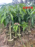 芒果苗樹(shù)嫁接特大金煌芒四季紅貴妃芒果樹(shù)苖當年結果帶土地栽盆栽 紅貴妃4年苗【帶營(yíng)養杯發(fā)貨】 90cm(含)-99cm(含) 曬單實(shí)拍圖