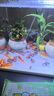 百綸木千草金魚(yú)觀(guān)賞魚(yú)冷水魚(yú)不加溫新手好養純種鳳尾大紅草魚(yú)苗 5-7cm草金魚(yú)50條 送魚(yú)糧 曬單實(shí)拍圖
