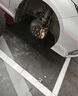 米其林（MICHELIN）汽車(chē)輪胎 205/55R16 91V 耐越 ENERGY MILE 適配朗逸/速騰/卡羅拉 曬單實(shí)拍圖